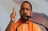 yogi