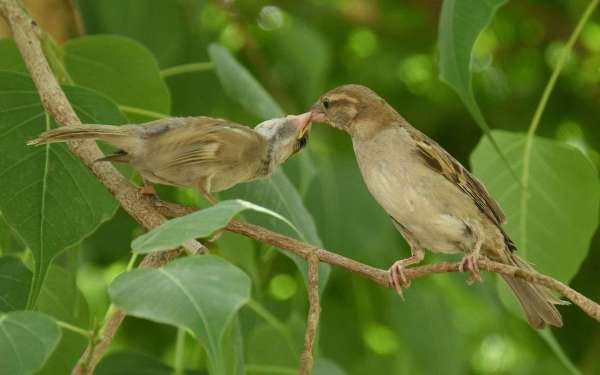 international mothers day 2018