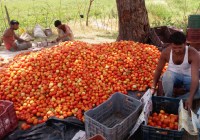 Damage to the broken waist, tomatoes feeding the cattle