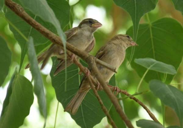 international mothers day 2018