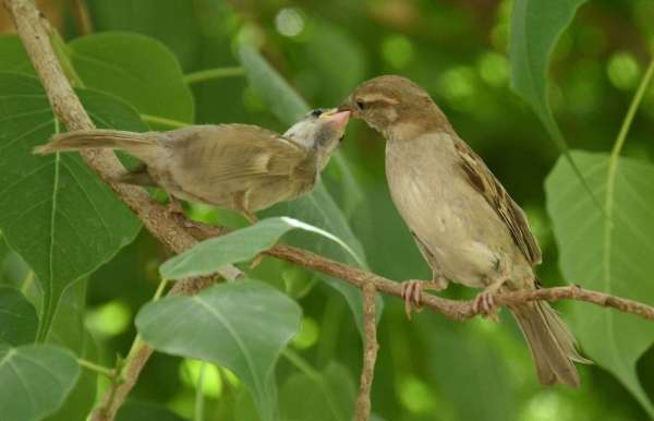 international mothers day 2018