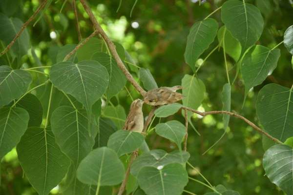 international mothers day 2018