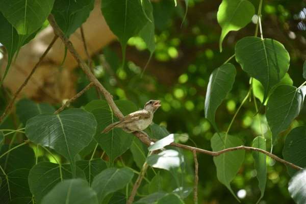 international mothers day 2018