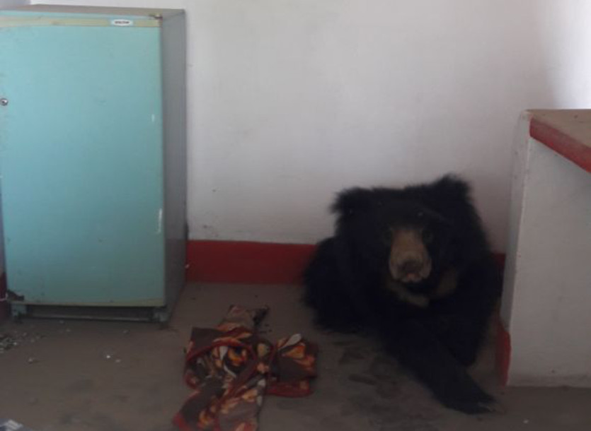 Bear in room