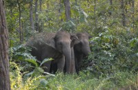 Breaking : तेंदूपत्ता तोडऩे गए ग्रामीणों को दंतैल हाथी ने दौड़ाया, दो ग्रामीणों ने भाग कर बचाई जान, गड्ढे में गिरने से हुए घायल