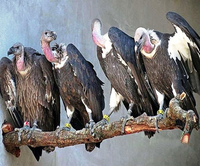 विलुप्त हो रही प्रजातियों की संख्या बड़ाने के लिए खोला गया रेस्टोरेंट, एक माह के दौरान संख्या में जबरदस्त बढ़ोतरी