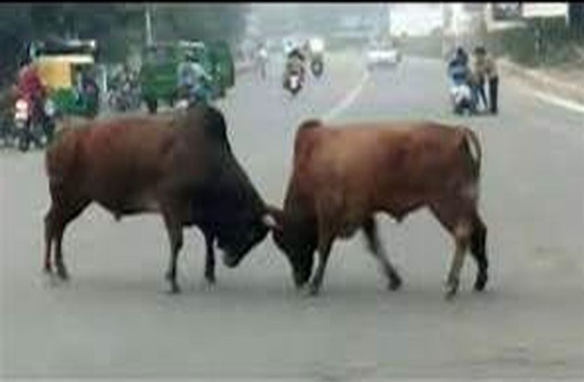 Alwar city : bull killed a man