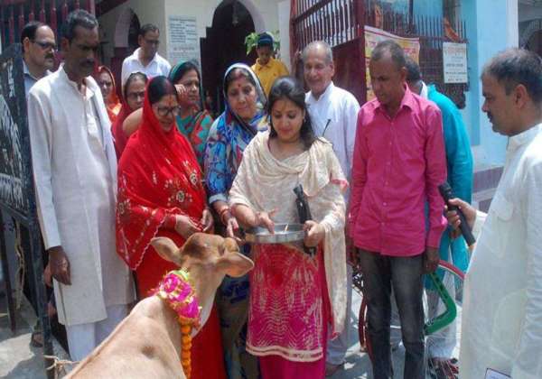 Cow Grass Service Vehicle