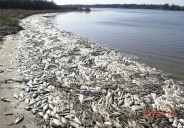fishes dies