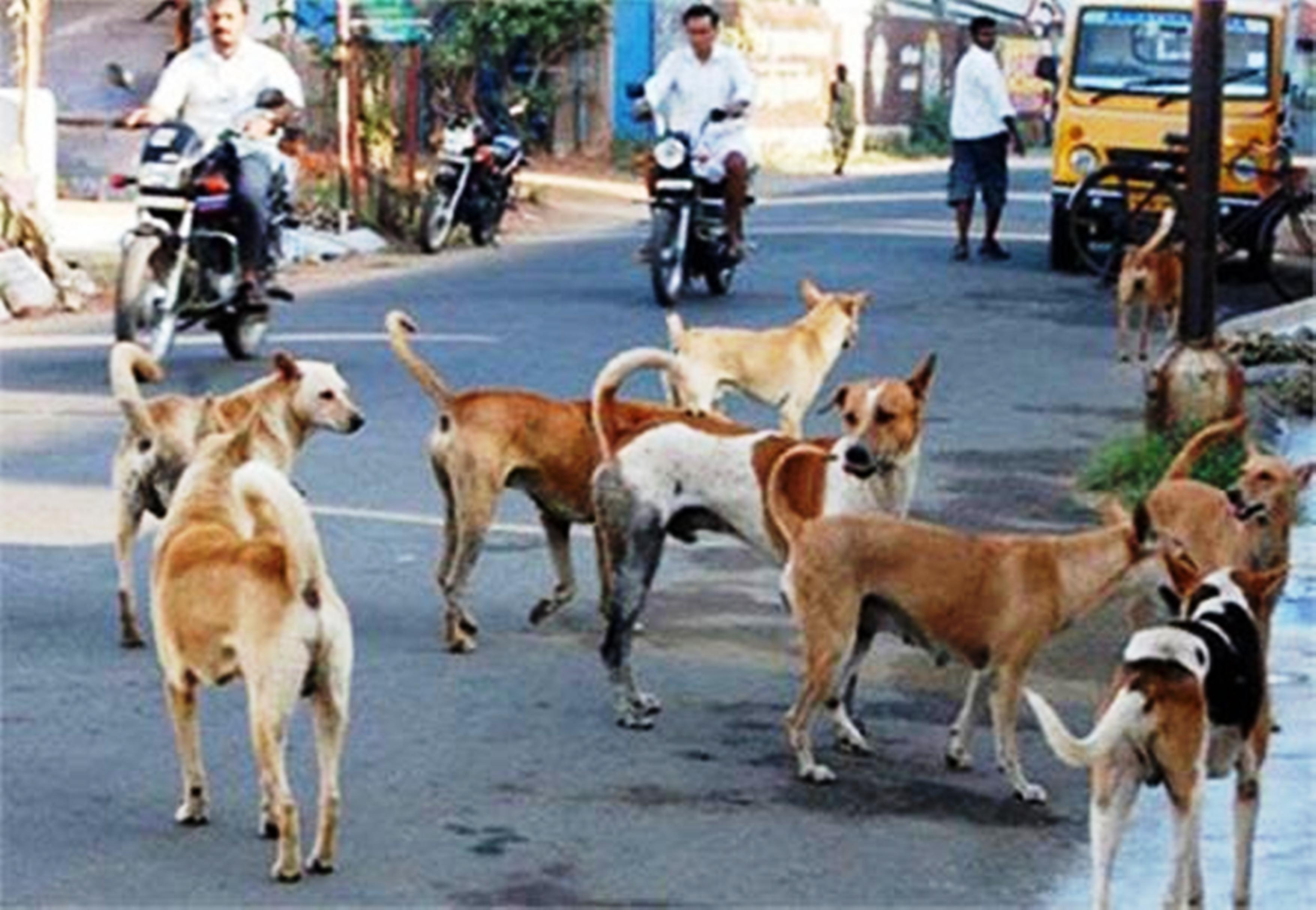 सीतापुर में आदमखोर कुत्तों ने ली कईयों की जान, फिर भी नहीं जागा नगर निगम विभाग