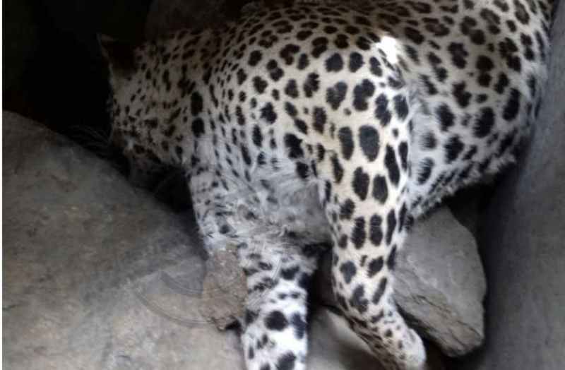ग्रेनाइट की डंपिंग में फंसे पैंथर की गर्मी से तड़फ—तड़फकर मौत