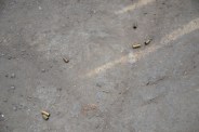 Shot 100 meters away from police station, two crooks injured
