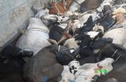 ANIMAL, animal trafficing, guna animal tafficing, guna news, guna patrika, patrika bhopal, 
