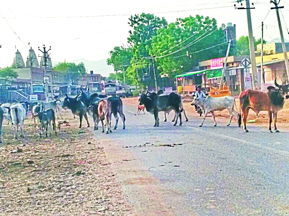 सिवाना में सड़क के बीच खड़े पशु