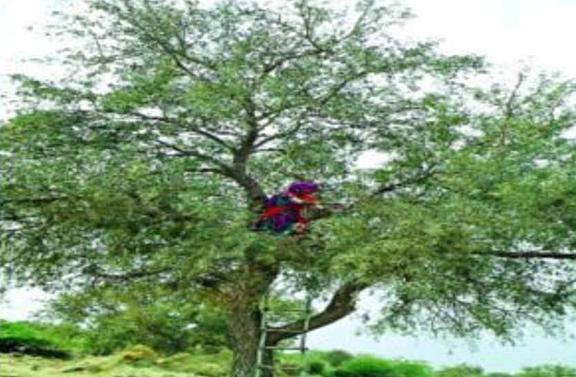 body found hanging on tree in bhilwara