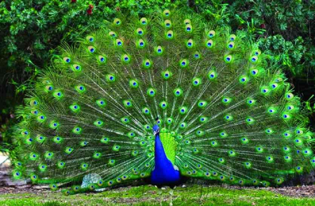 peacock in hindi NEWS