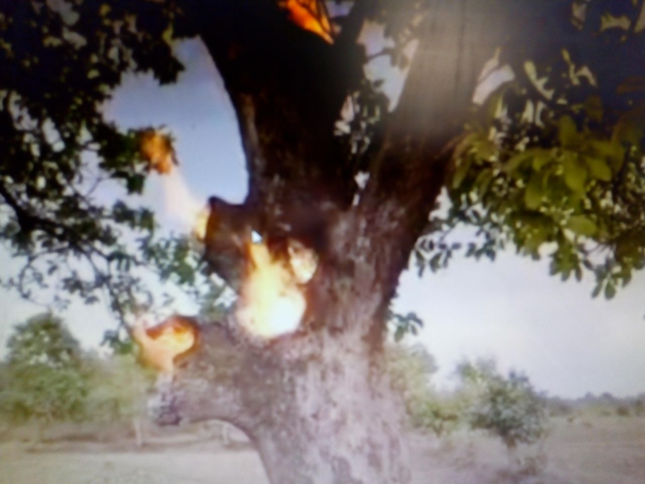 the burning tree in madhya pradesh