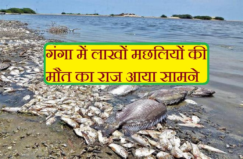 open secret of death of millions of fish in Ganges