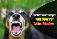 anti rabies injection