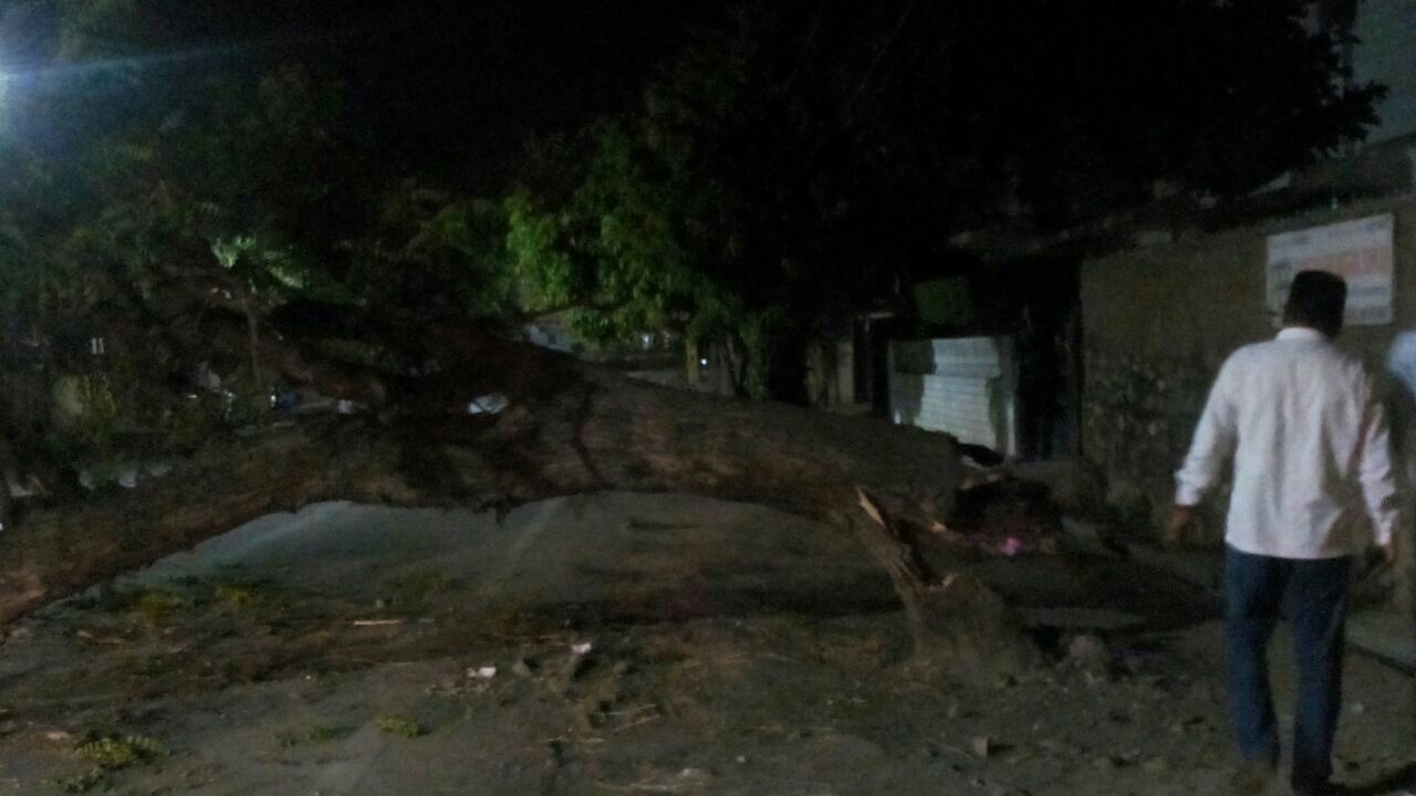 fire in neem tree in udaipur