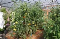 Weather : तेज हवा चलने से टमाटर, मिर्च, लौकी समेत बैगन के झड़ गए फूल, किसान हुए चिंतित