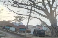 आंधी-तूफान में इस पेड़ के नीचे रहने वाले लोगों को सताता है मौत का डर, जानें वजह...