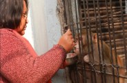 muslim women named her property to a monkey