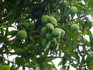 Mango todne ki aisi saza, read full story