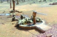 Wildlife in Bundelkhand bothered for water