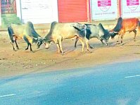 सड़कों पर लड़ते पशु, दे रहे हादसे को न्योता