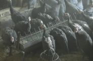guinea fowl