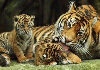 People frightened from tigress cubs in Lakhimpur Kheri news