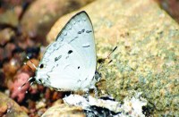 Many countries show interest in the sky missile