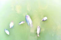 Dead fish from poisonous water