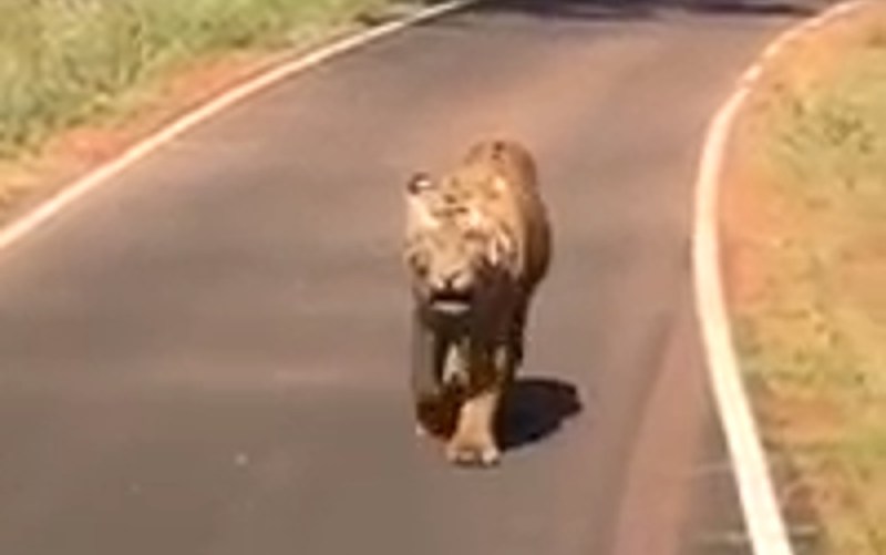 Tiger security in Dudhwa National Park Lakhimpur Kheri