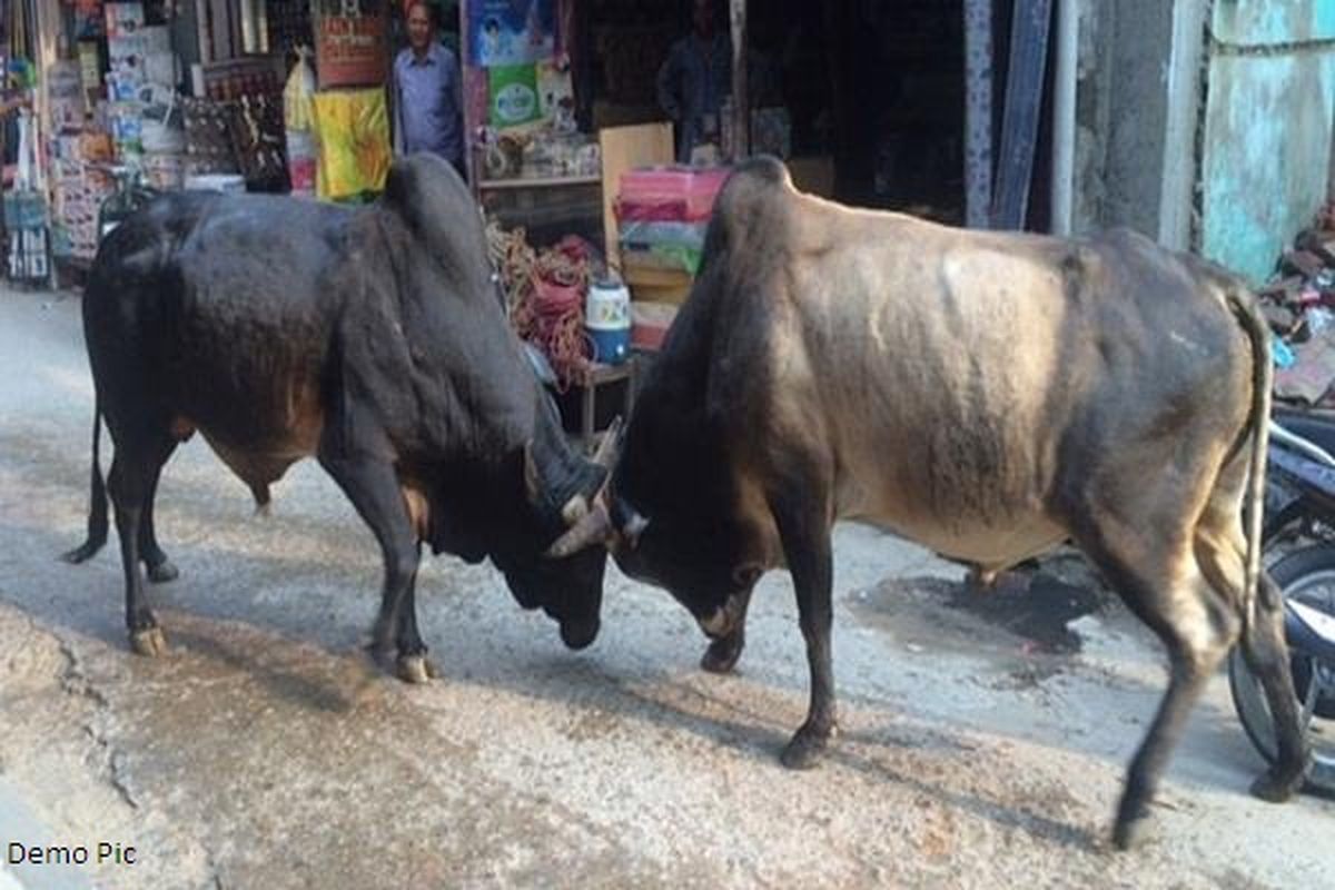 Battle of bulls