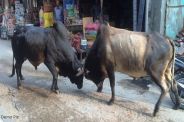 Battle of bulls