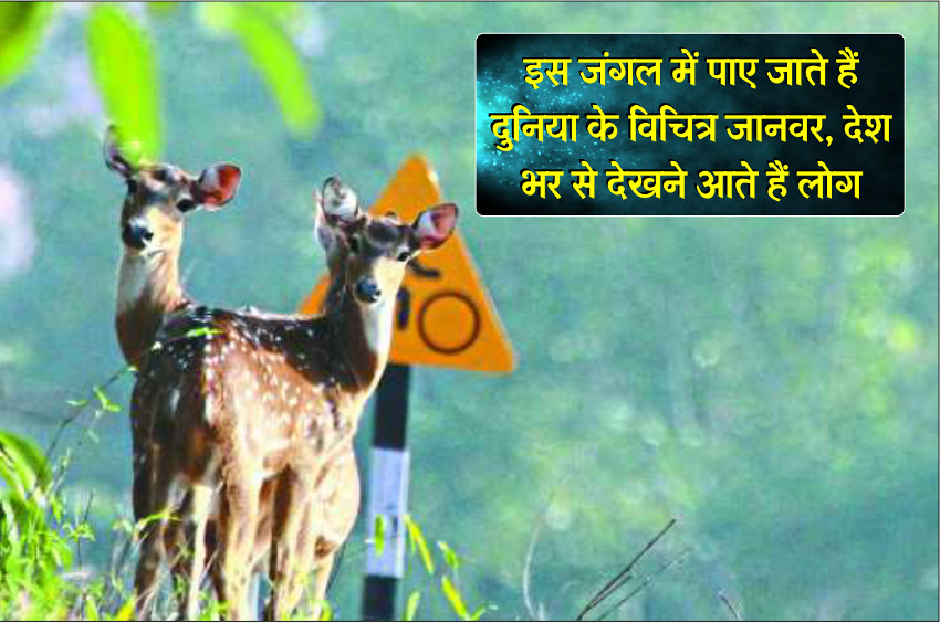 famous wild life century in india