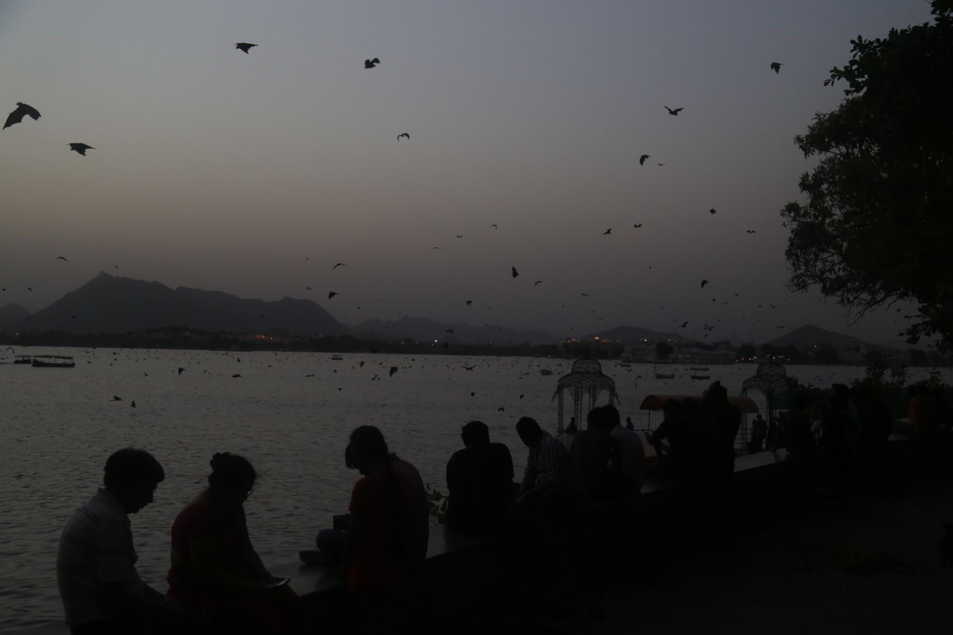 Dangers from the abundance of bats in udaipur