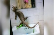 monitor lizard found inside girls hostel in delhi college