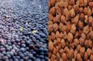 Bamper production of gram and mustard in bhilwara