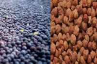 Bamper production of gram and mustard in bhilwara