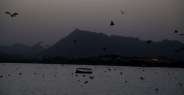 bat and nipas virus in udaipur