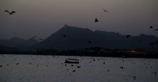 bat and nipas virus in udaipur