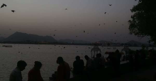 bat and nipas virus in udaipur