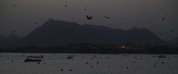 bat and nipas virus in udaipur