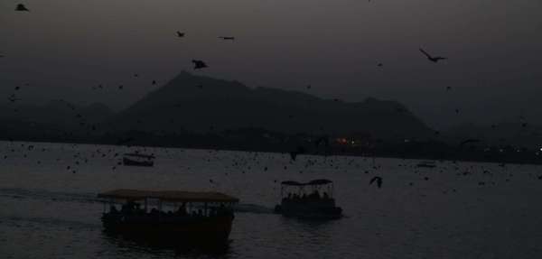 bat and nipas virus in udaipur