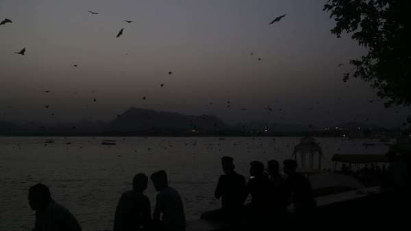 bat and nipas virus in udaipur