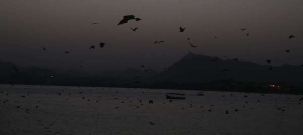 bat and nipas virus in udaipur