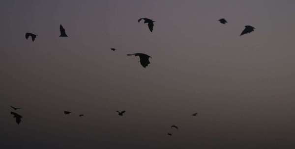 bat and nipas virus in udaipur